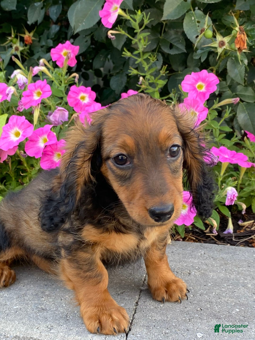 Dachshund dogs for sale: Dora - Image 10