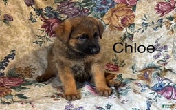 German Shepherd dogs for sale: Chloe - Image 7