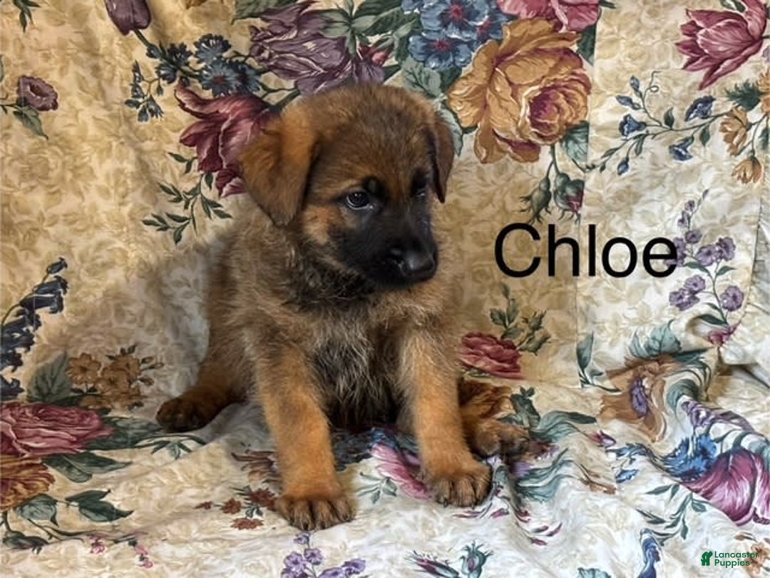 German Shepherd dogs for sale: Chloe - Image 7