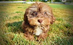 Havapoo dogs for sale: Josie - Image 8