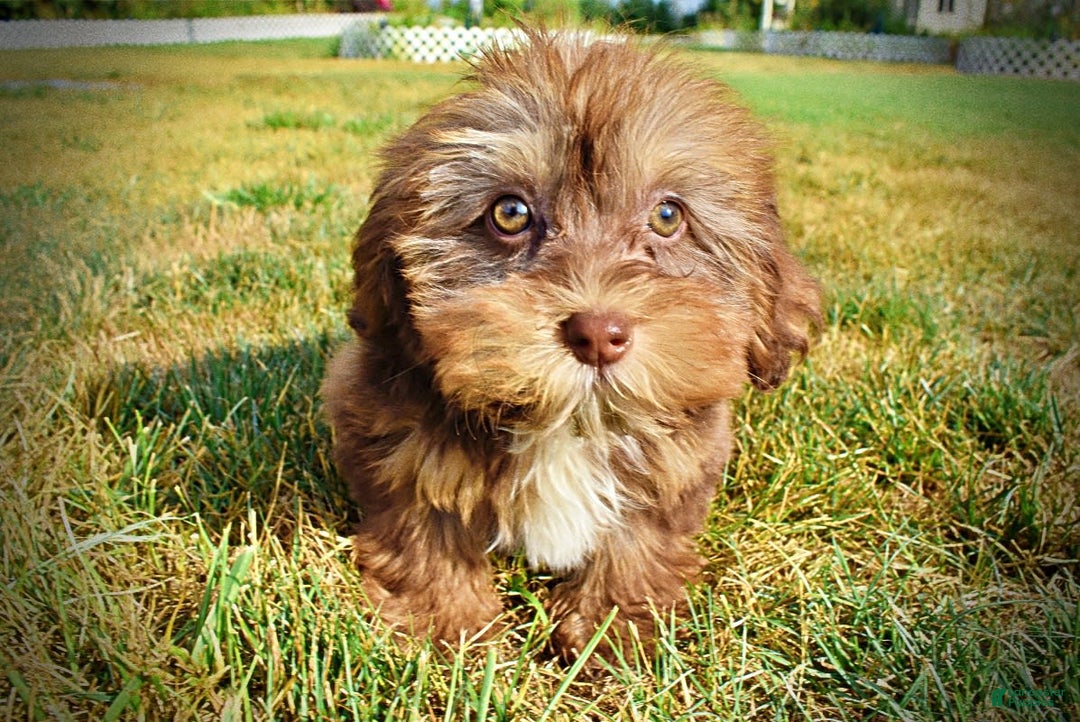 Havapoo dogs for sale: Josie - Image 8