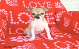 Chihuahua dogs for sale: Pete - Image 3