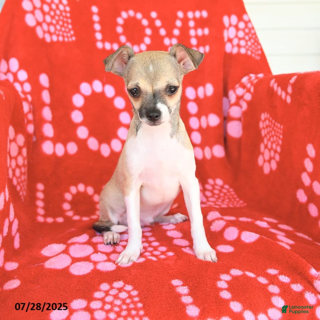 Chihuahua dogs for sale: Pete - Image 3