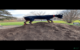 Doberman Pinscher dogs for sale: Mr. Black - Image 5