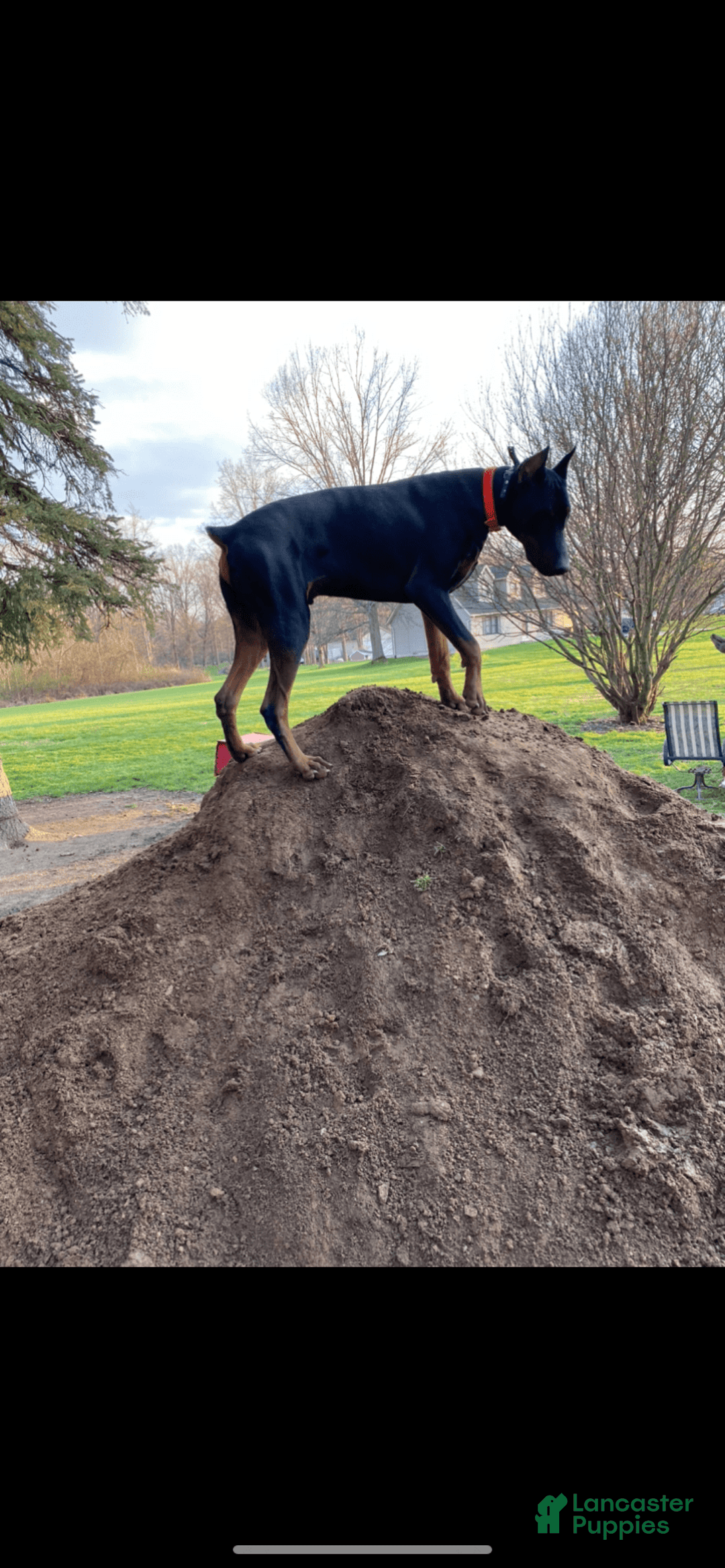 Doberman Pinscher dogs for sale: Mr. Black - Image 5
