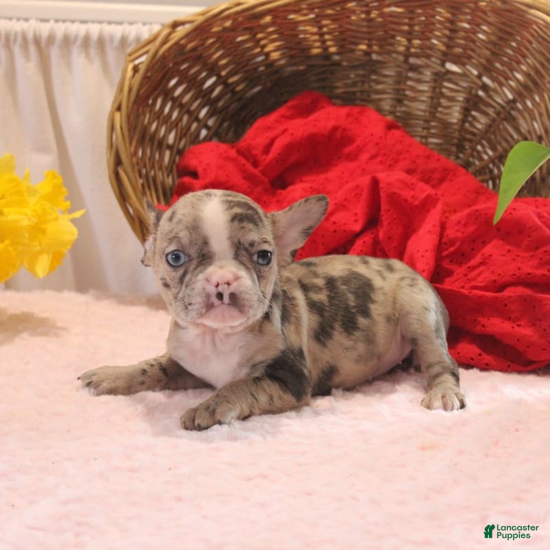 French Bulldog dogs for sale: Allison - Image 2