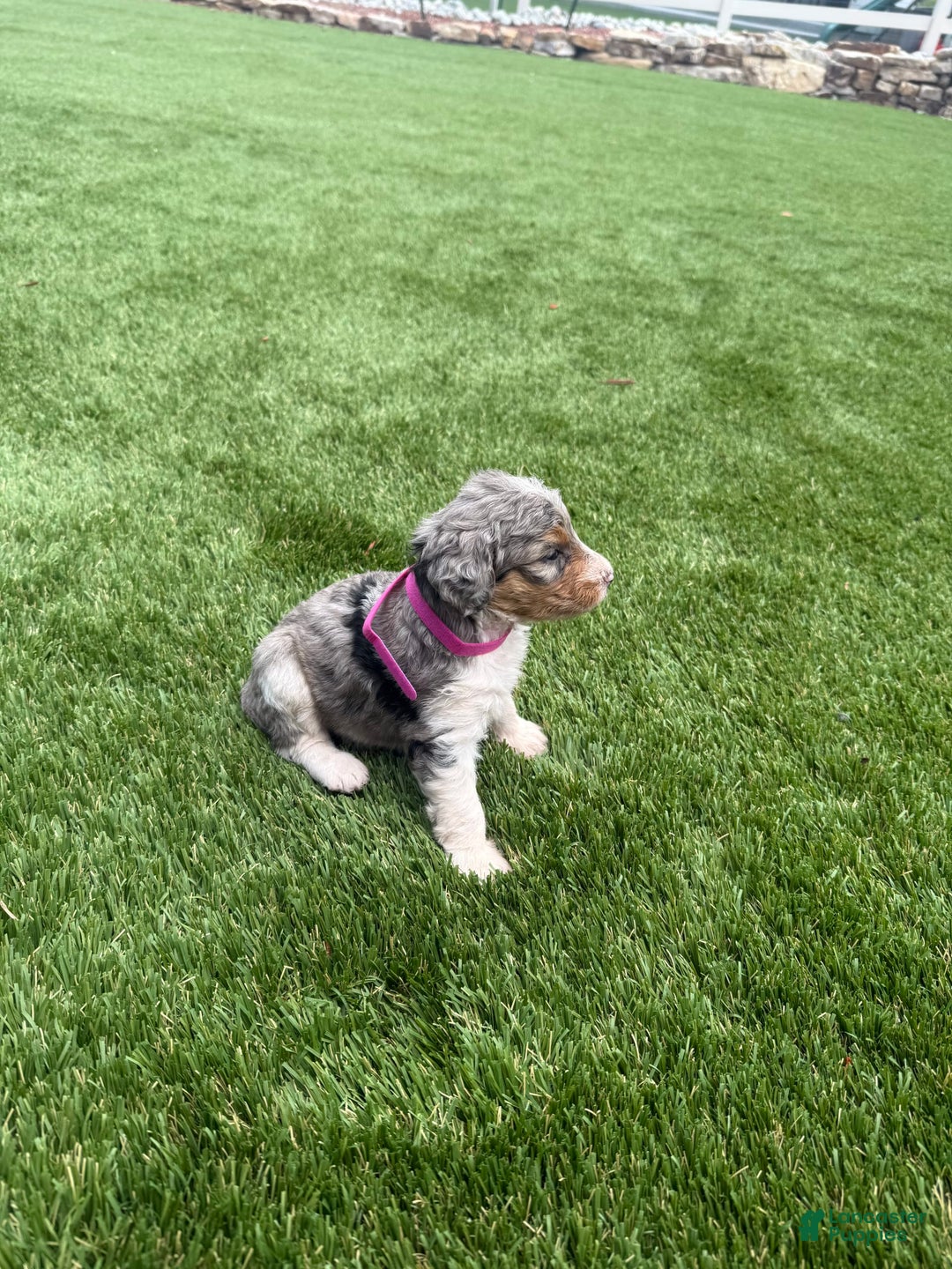 Bernedoodle dogs for sale: 8 - Image 6