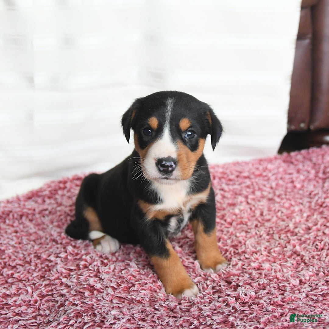 Greater Swiss Mountain Dog dogs for sale: Cheyenne - Image 2