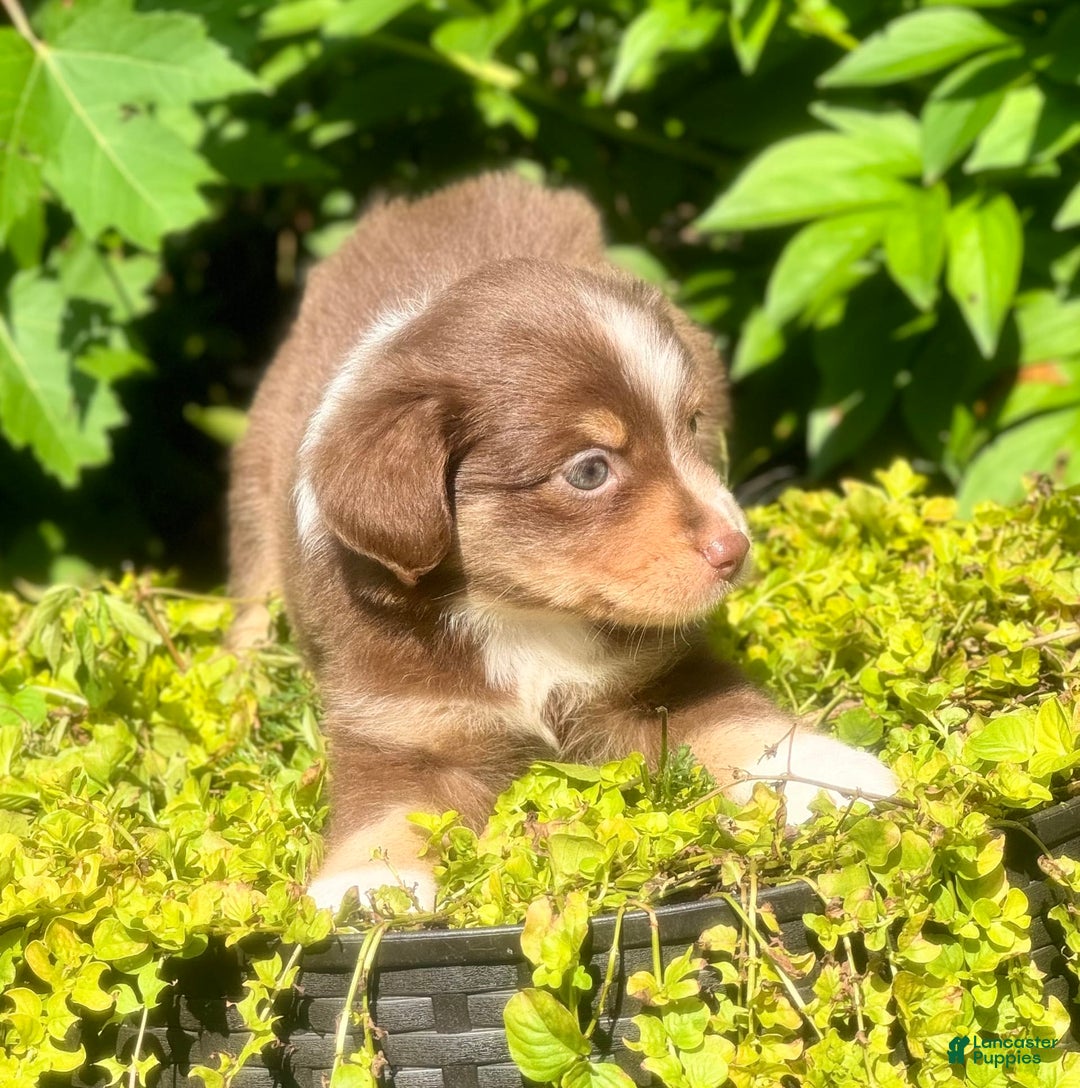 Miniature Australian Shepherd dogs for sale: Miniature Australian Shepherd 5 puppies - Image 2