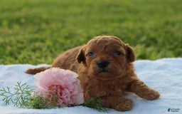 Miniature Poodle dogs for sale: Alivia - Image 8