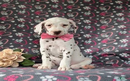 Dalmatian dogs for sale: Katie Liver - Image 4