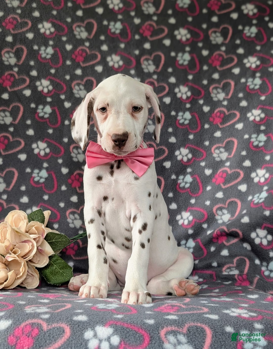 Dalmatian dogs for sale: Katie Liver - Image 4