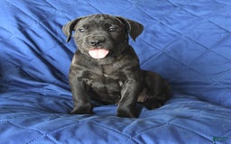 Cane Corso dogs for sale: Meadow - Image 1