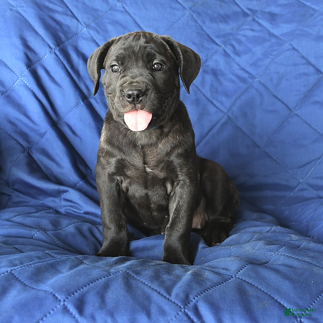 Cane Corso dogs for sale: Meadow - Image 1