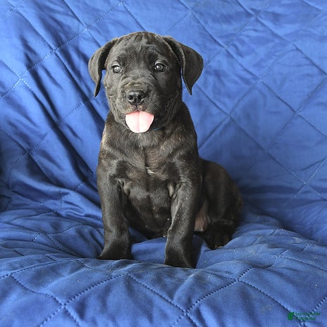 Cane Corso dogs for sale - Ad 3