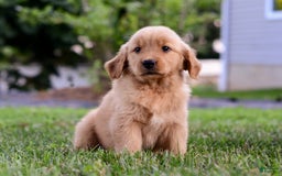 Golden Retriever dogs for sale: Indy - Image 9