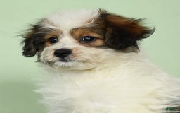 Bichon Frise dogs for sale: Moana - Image 1