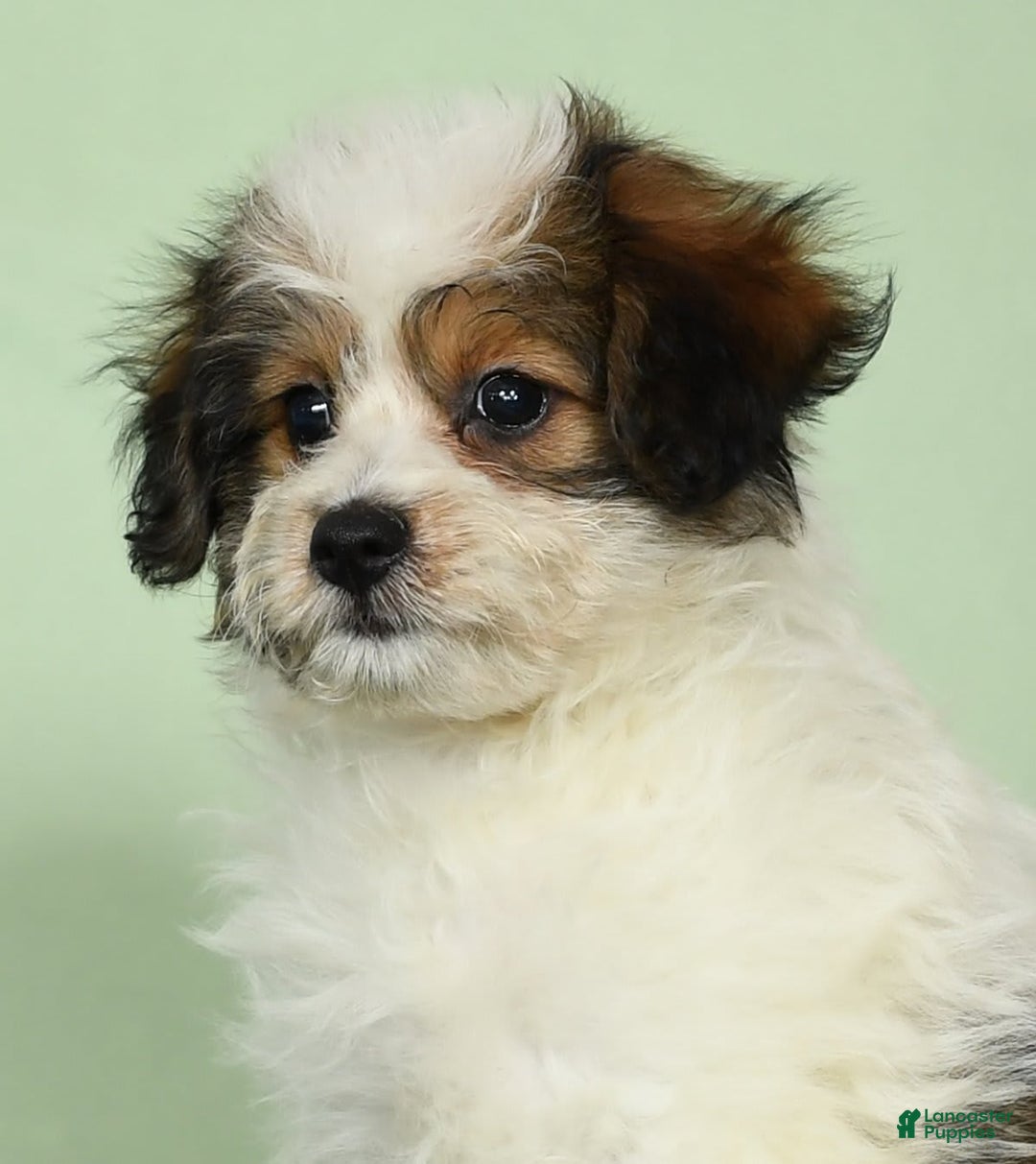 Bichon Frise dogs for sale: Moana - Image 1