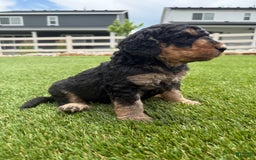 Bernedoodle dogs for sale: 10 - Image 6
