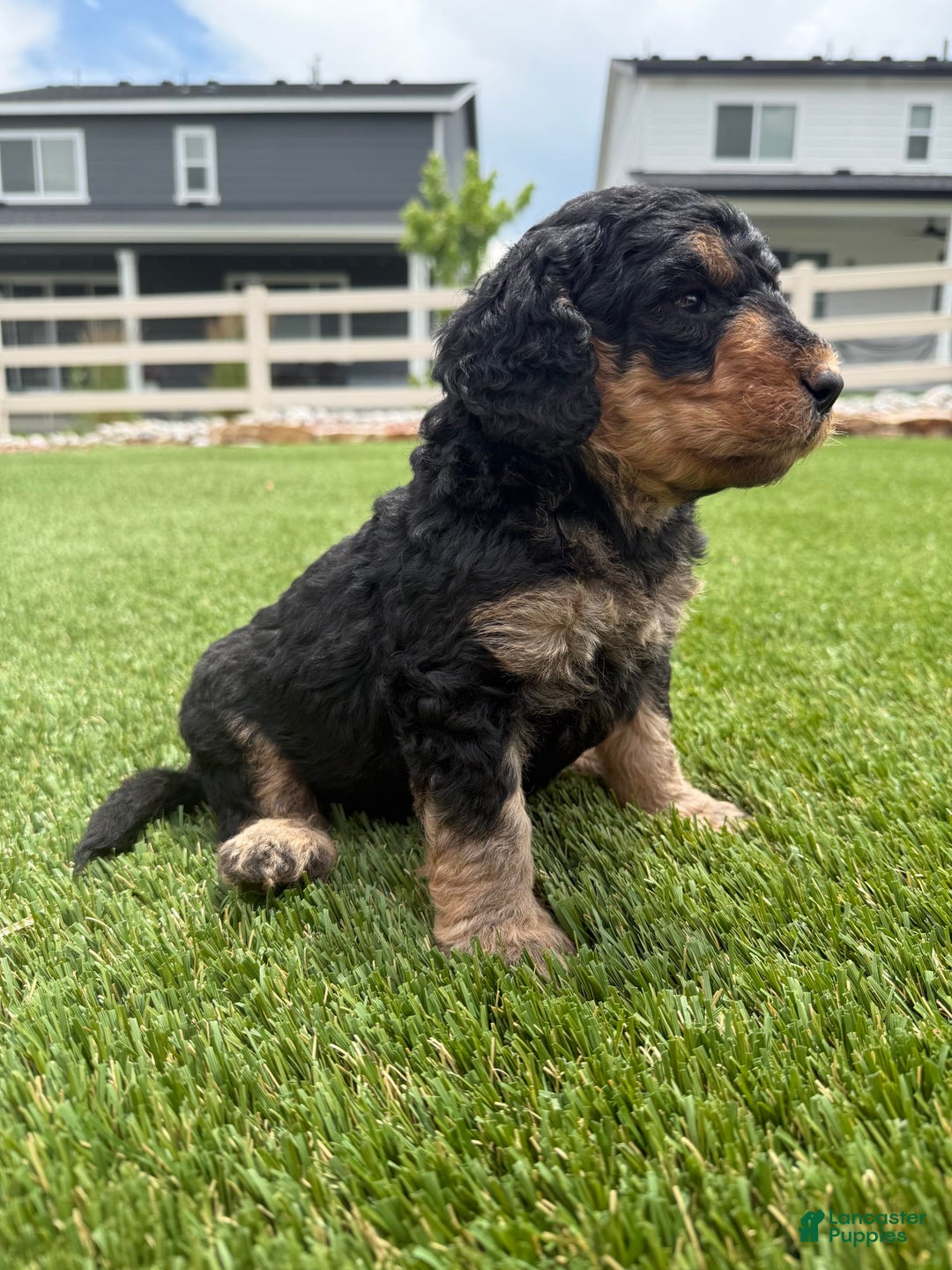 Bernedoodle dogs for sale: 10 - Image 6