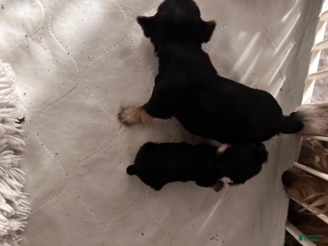 Yorkshire Terrier dogs for sale: Daisy - Image 6