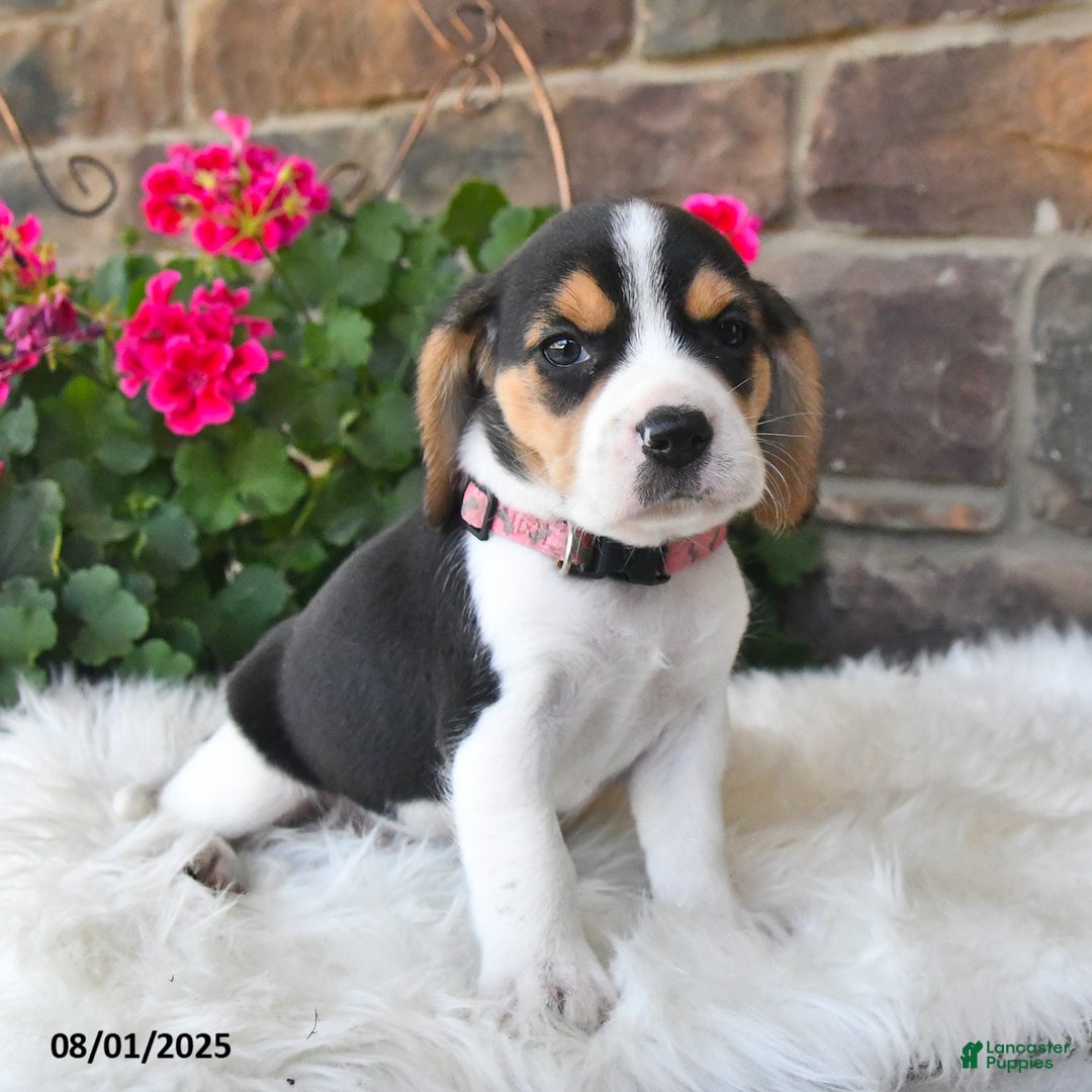 Beagle dogs for sale: Tilly - Image 2