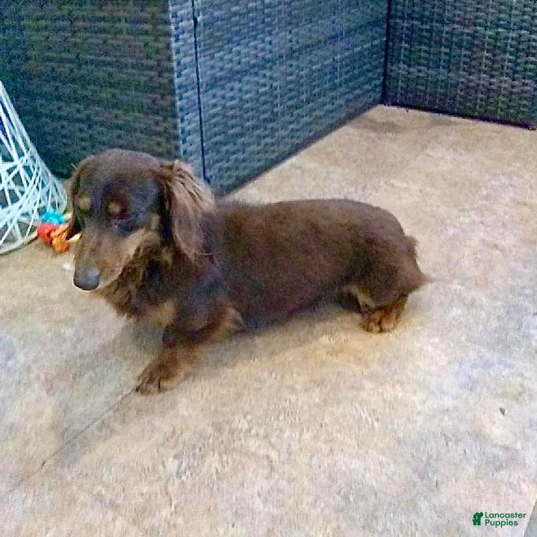 Miniature Dachshund dogs for sale: Mr. Sammy - Image 9