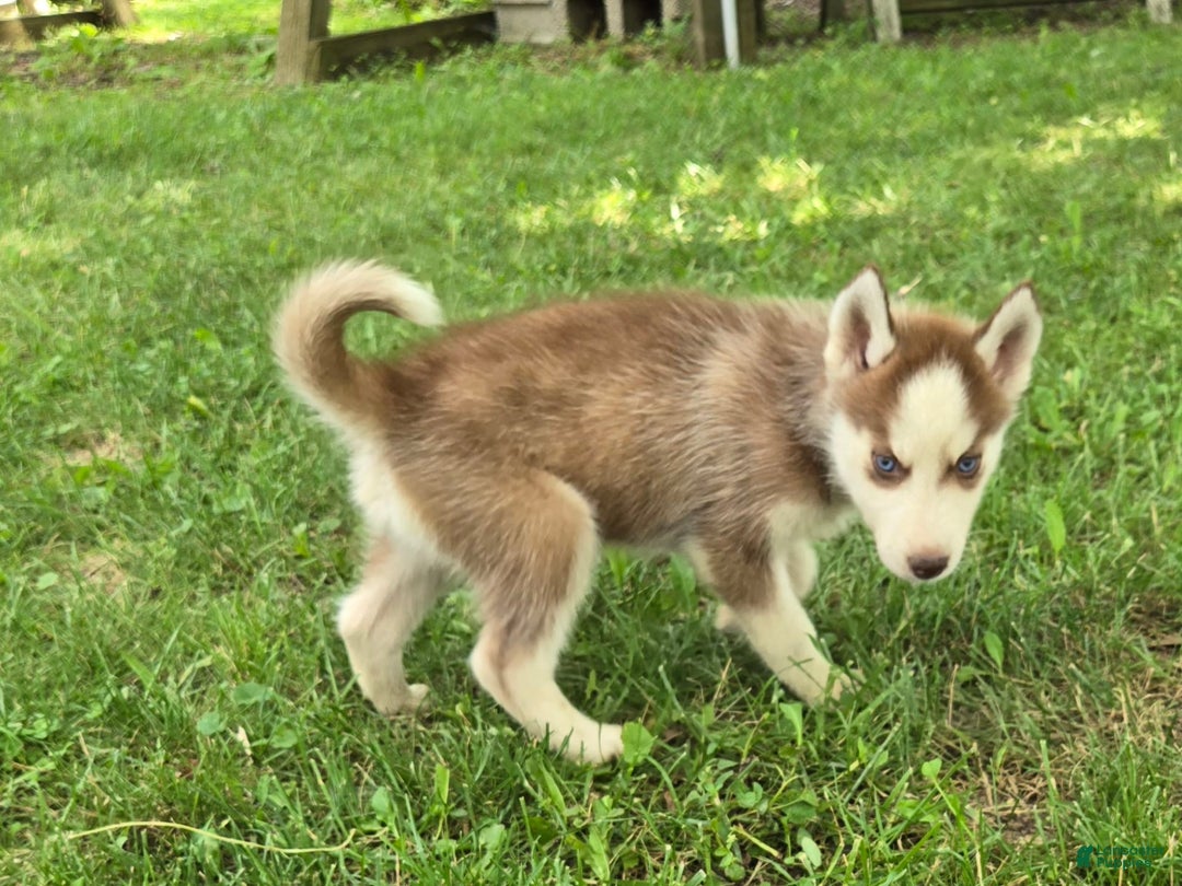 Siberian Husky dogs for sale: Concord - Image 3