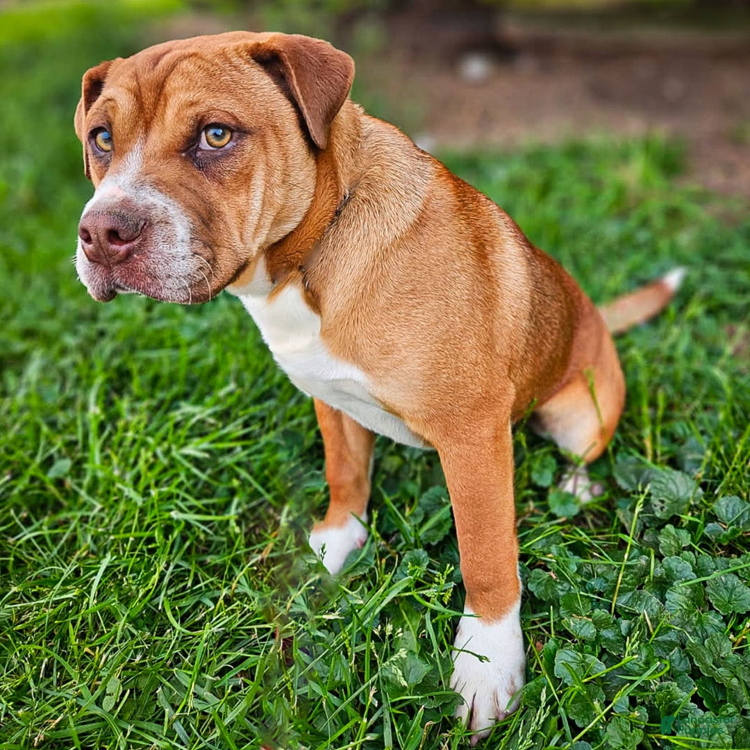 Puggle dogs for sale: Thomas - Image 2