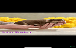 American Bully dogs for sale: Ms Daisy - Image 2