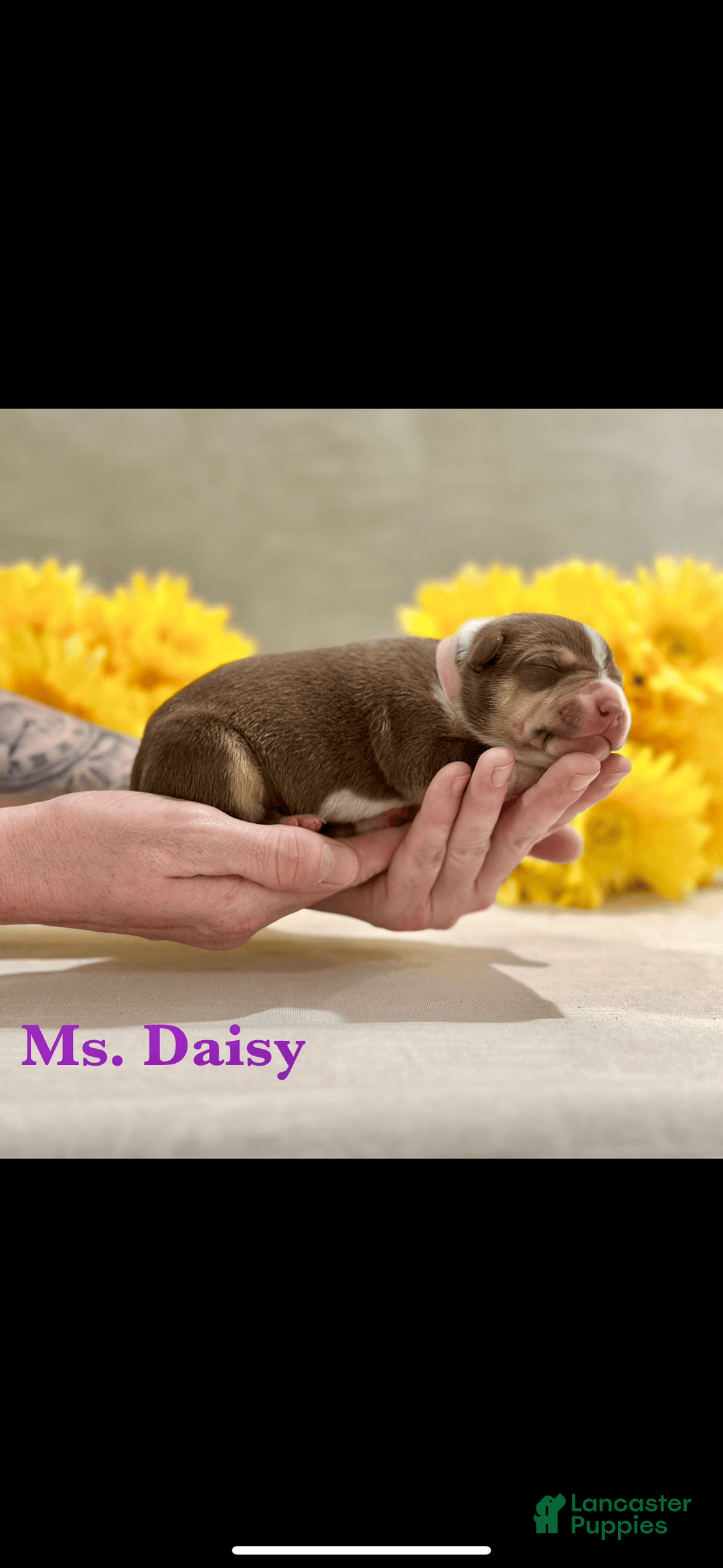 American Bully dogs for sale: Ms Daisy - Image 2