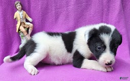 Border Collie dogs for sale: Fasti - Image 23