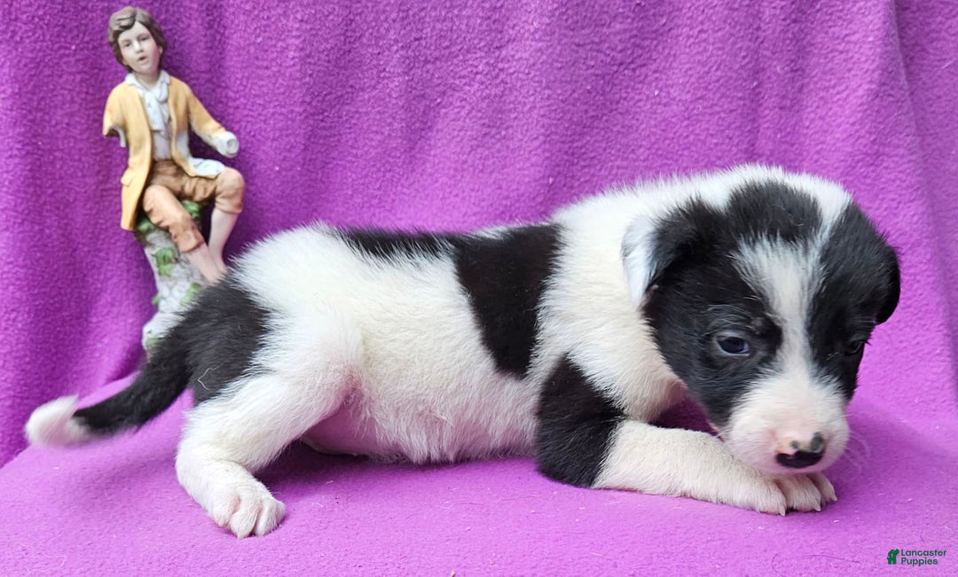 Border Collie dogs for sale: Fasti - Image 23