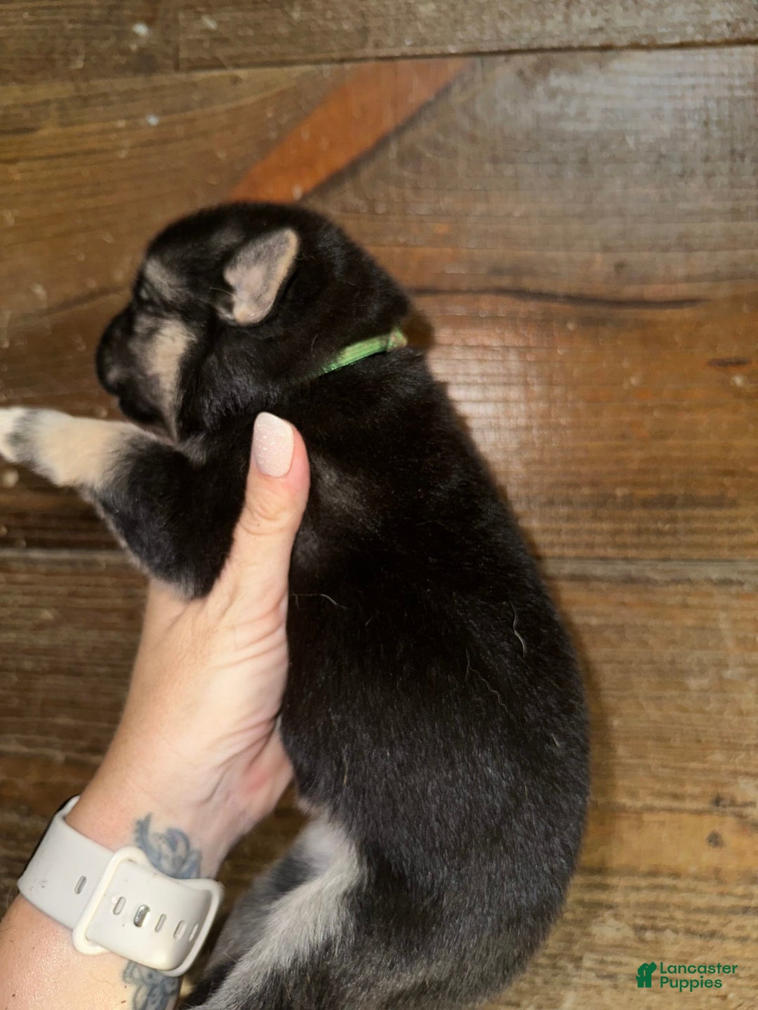 Gerberian Shepsky dogs for sale: Kaos - Image 1