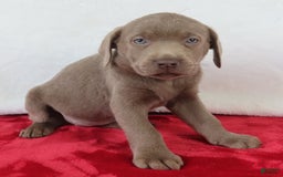 Labrador Retriever dogs for sale: Silver Luna - Image 5