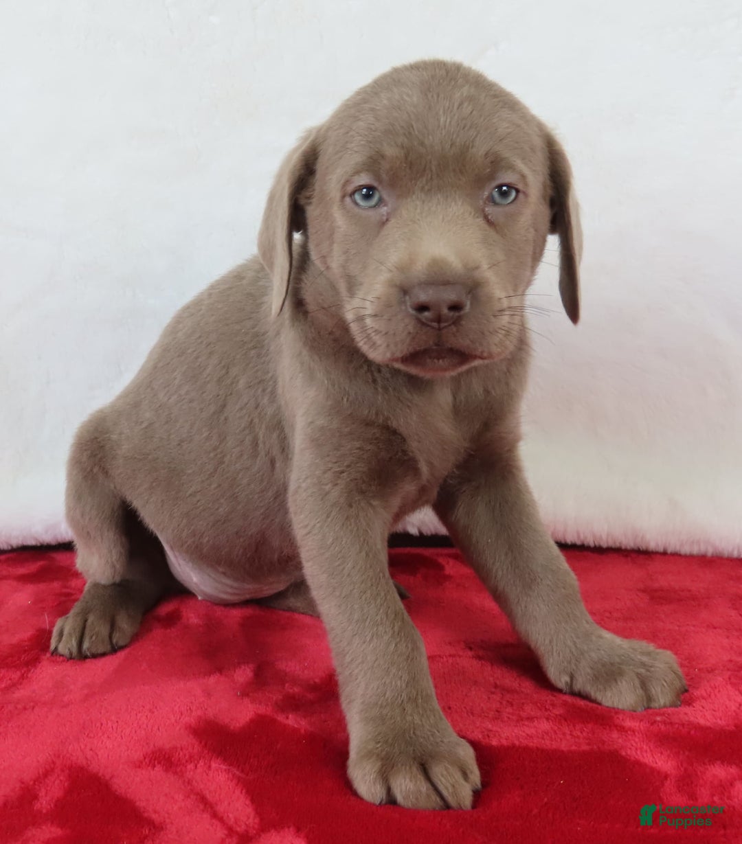 Labrador Retriever dogs for sale: Silver Luna - Image 5