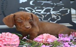 Miniature Dachshund dogs for sale: Lexi - Image 2
