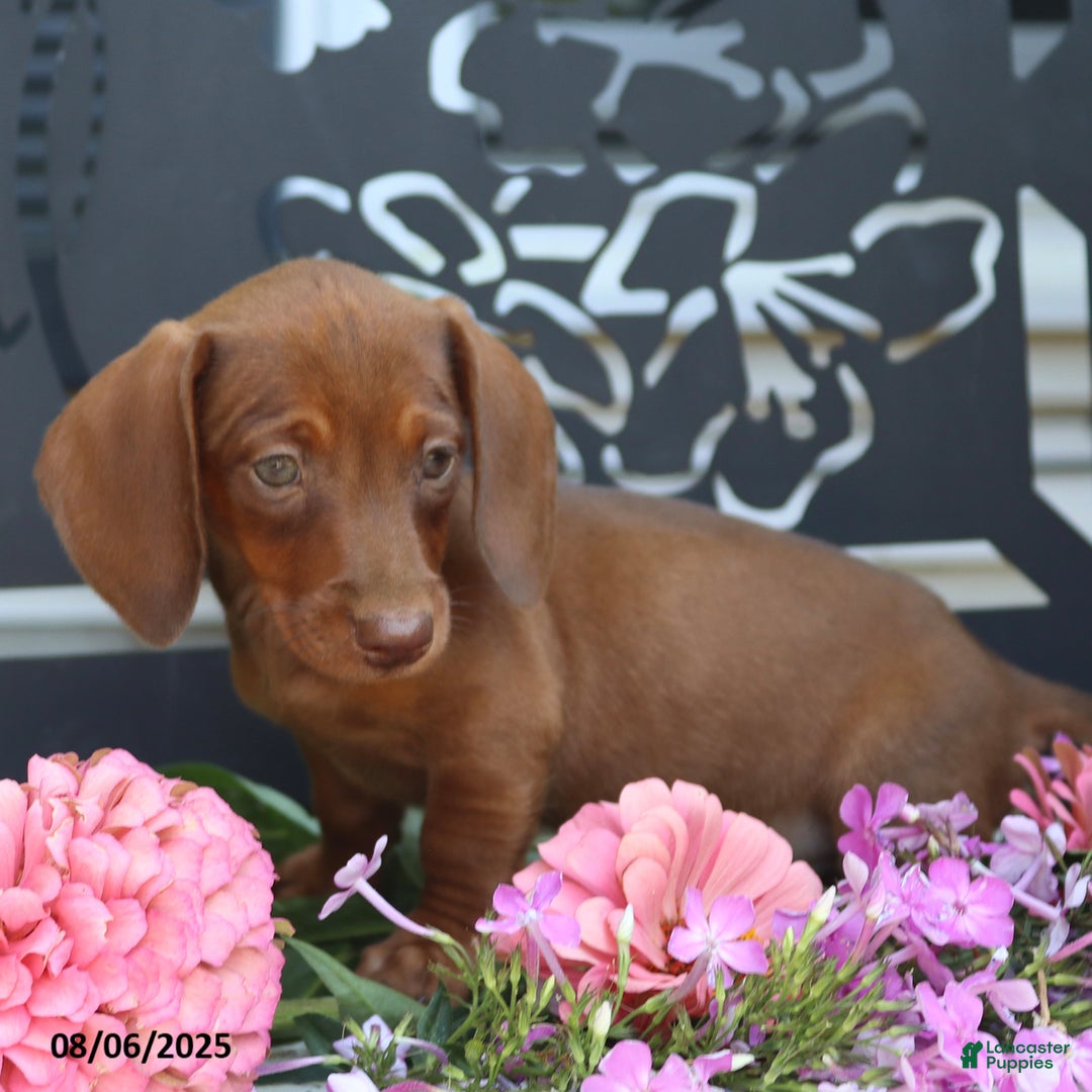 Miniature Dachshund dogs for sale: Lexi - Image 2