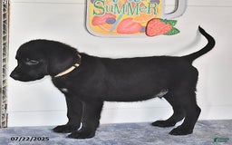 Labrador Retriever dogs for sale: Colt - Image 4