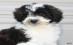 Maltipoo dogs for sale: Marshall - Image 7