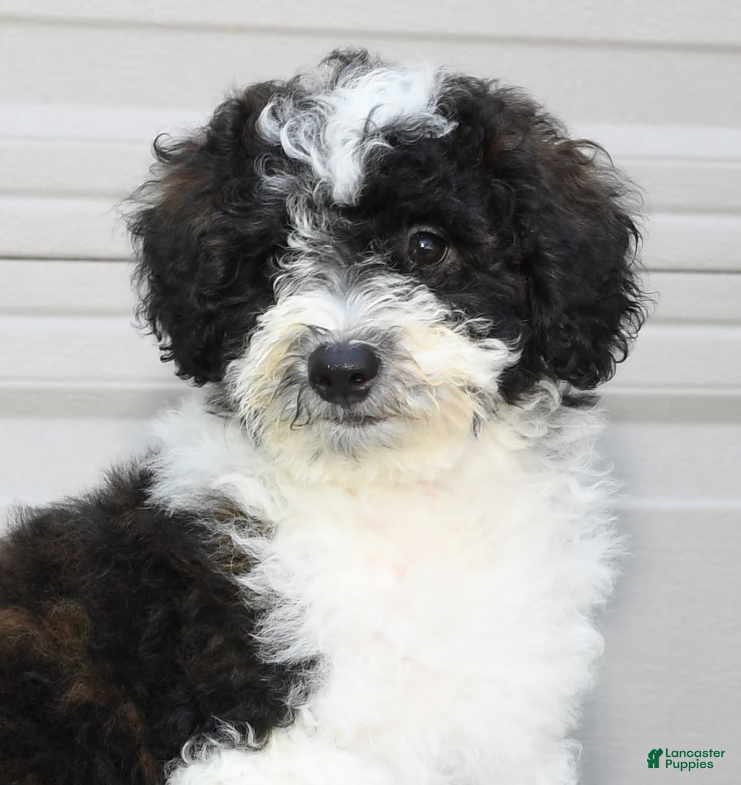 Maltipoo dogs for sale: Marshall - Image 7