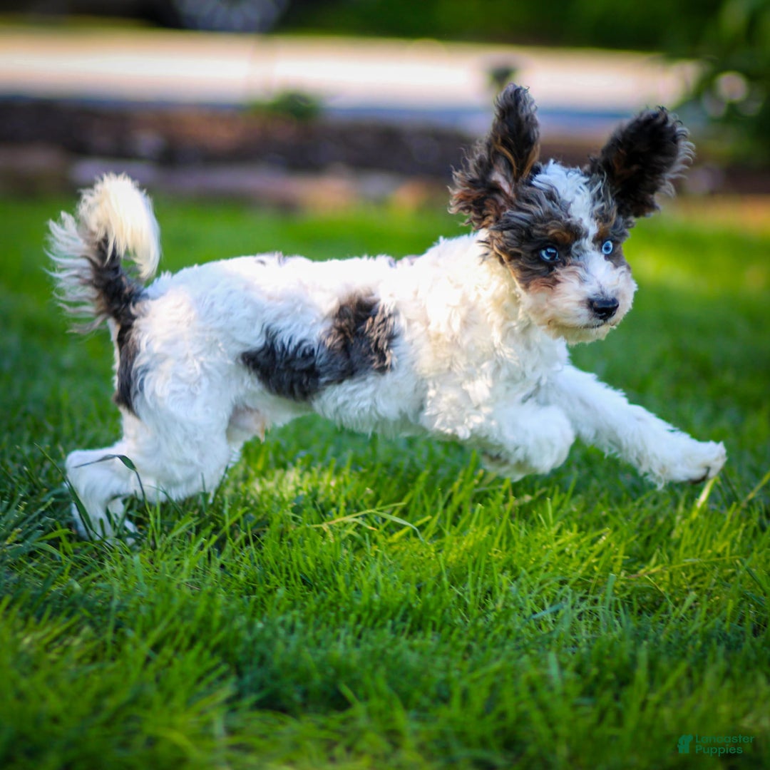 Cavapoo dogs for sale: Timon - Image 4