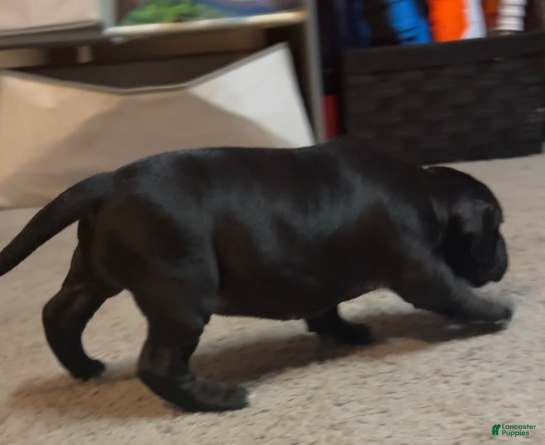 American Bully dogs for sale: Black Beauty - Image 4