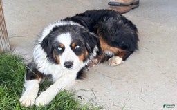 Alaskan Malamute dogs for sale: Kali - Image 9