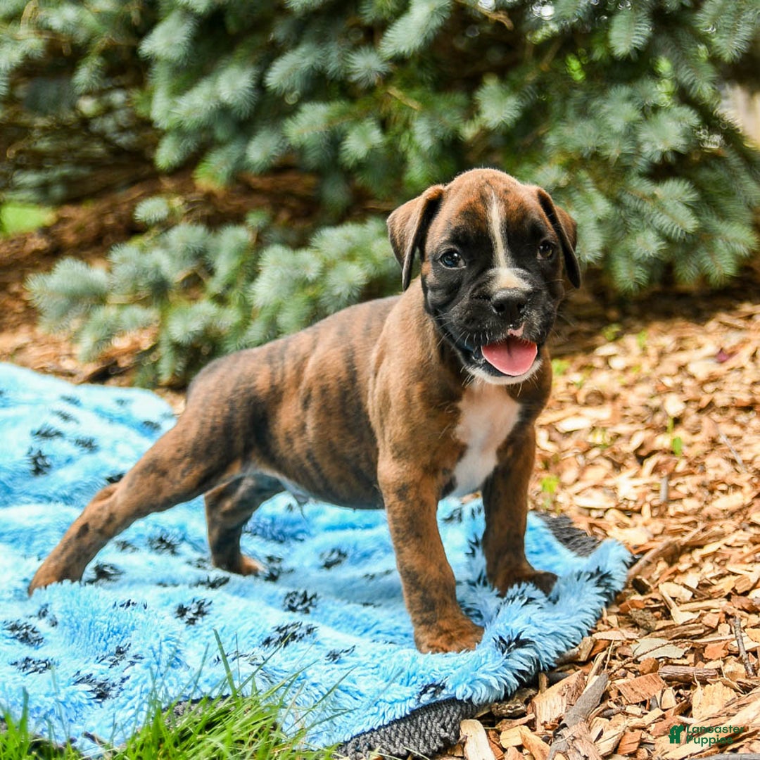 Boxer dogs for sale: Hunter - Image 4