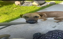 American Bully dogs for sale: Na - Image 3