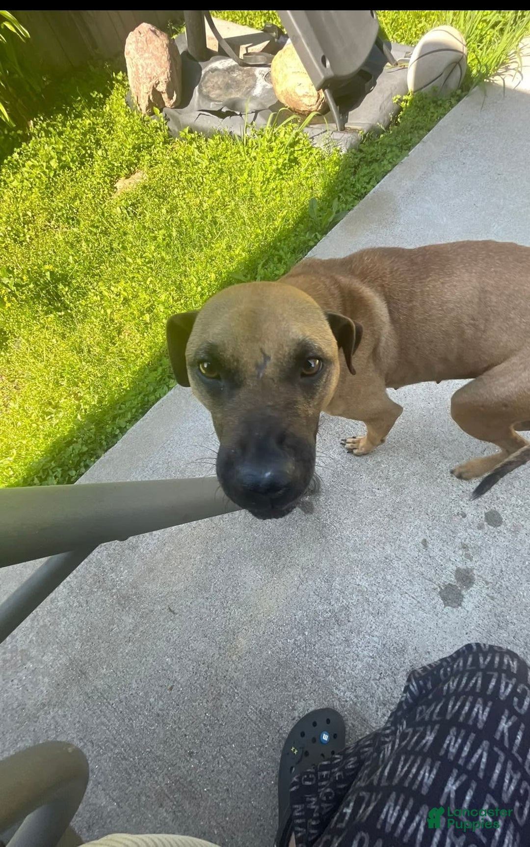 American Bully dogs for sale: Na - Image 3