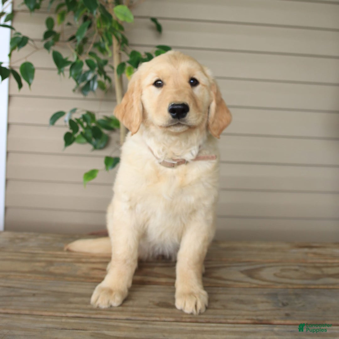 Golden Retriever dogs for sale: April - Image 9