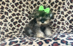 Miniature Schnauzer dogs for sale: Angel - Image 7