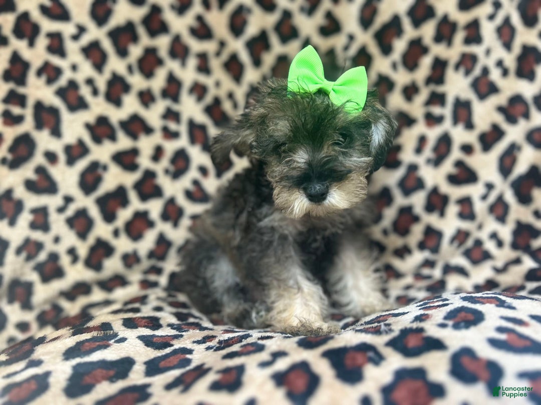 Miniature Schnauzer dogs for sale: Angel - Image 7